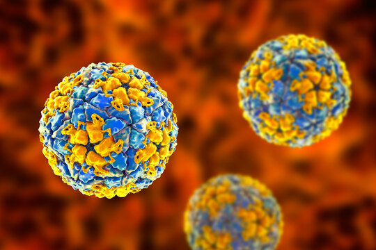 Foot-and-mouth disease virus virion, 3D illustration