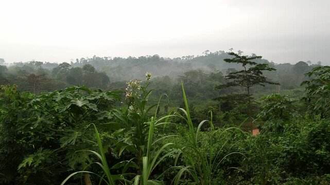 Lush tropical Ghana rainforest landscape with misty hills and dense green vegetation in humid overcast weather.​