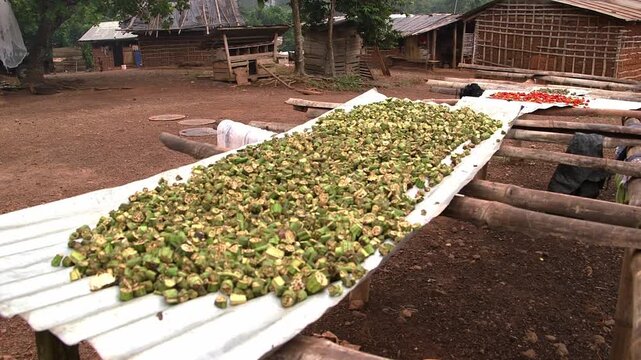 Rural Ghanaian village with sliced okra and red peppers sun-drying on metal sheet racks in dusty courtyard between traditional wooden houses