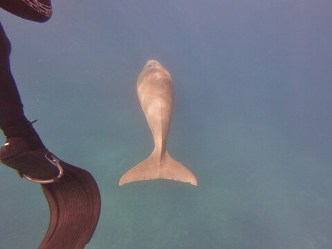 dugong (Dugong dugon) is a large, herbivorous marine mammal belonging to the order Sirenia, closely related to manatees. Found in warm coastal waters from East Africa to Australia, including the Red S