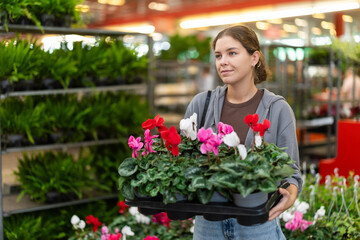 Female landscape designer gets acquainted with assortment of flower shop warehouse, choose plants to create landscaping project, select and buy cyclamen shrub potted flower.. . © JackF