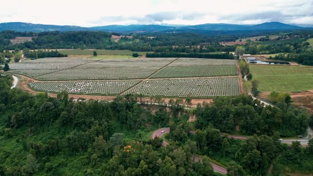 Panoramic view of agricultural fields with covered crops and forested hills