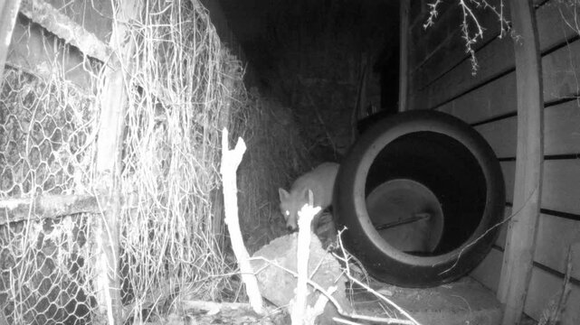 A fox is being nosey in a back garden during Storm Chandra.