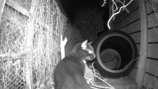A black and white cat having a look around during Storm Chandra.