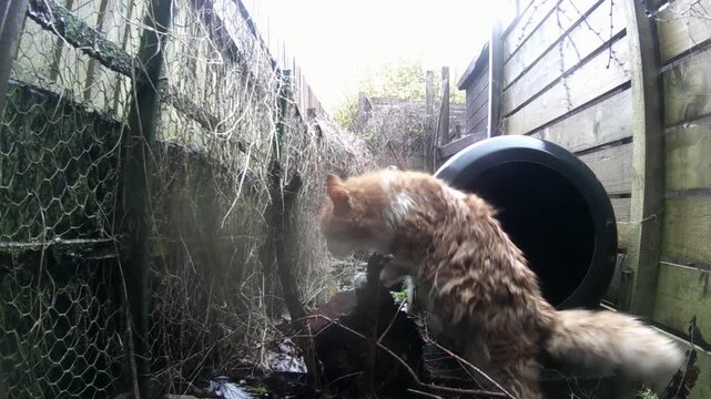 A fluffy cat moving about after Storm Chandra.
