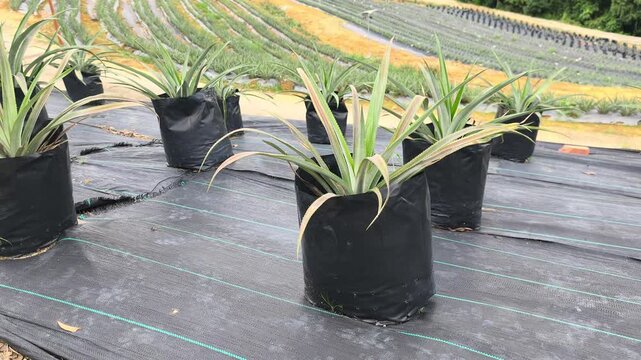 Pineapple plants grow in individual polybags across a vast modern farm. This organized system simplifies cultivation and ensures an efficient, easy harvest.