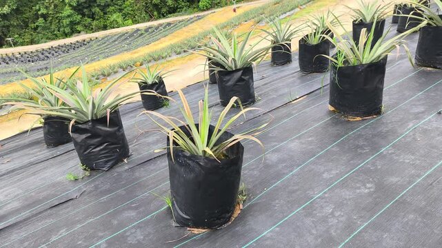 Pineapple plants grow in individual polybags across a vast modern farm. This organized system simplifies cultivation and ensures an efficient, easy harvest.
