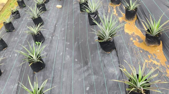 Pineapple plants grow in individual polybags across a vast modern farm. This organized system simplifies cultivation and ensures an efficient, easy harvest.