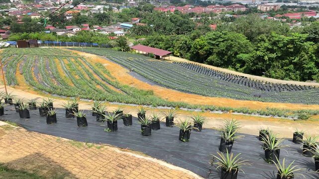 Pineapple plants grow in individual polybags across a vast modern farm. This organized system simplifies cultivation and ensures an efficient, easy harvest.