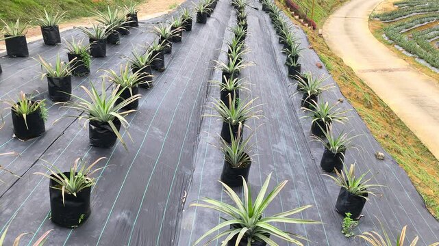 Pineapple plants grow in individual polybags across a vast modern farm. This organized system simplifies cultivation and ensures an efficient, easy harvest.