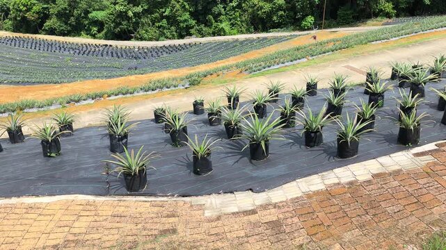 Pineapple plants grow in individual polybags across a vast modern farm. This organized system simplifies cultivation and ensures an efficient, easy harvest.