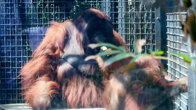 Male and female Bornean orangutan (Pongo pygmaeus) sitting inside a cage at Hong Kong Zoological and Botanical Gardens that provides free access to the public