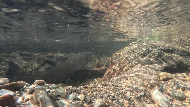 Underwater view of two wild sea trout positioned in spawning redd as current flows past