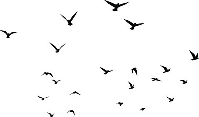 Flying birds silhouettes set in different poses, flock in sky isolated on white background, black vector illustration for nature and freedom concept
