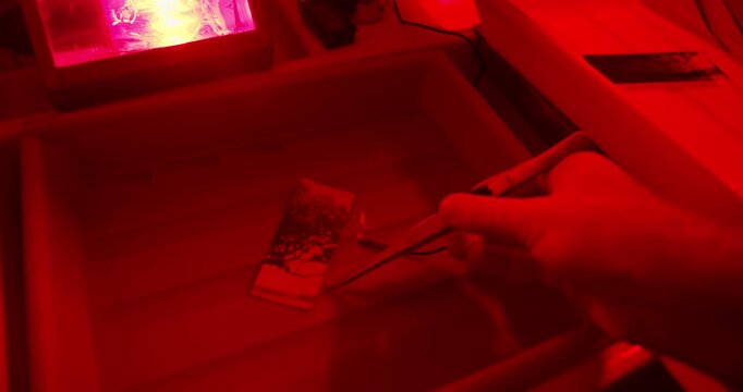 Professional darkroom photo printing with test strip development to adjust exposure settings. Classic photographic technique