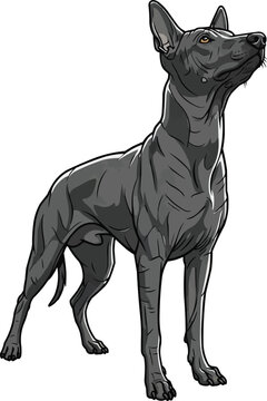 Xoloitzcuintli dog standing attentive looking up curious vector