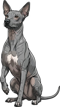 Xoloitzcuintli dog sitting raising paw cute interaction vector