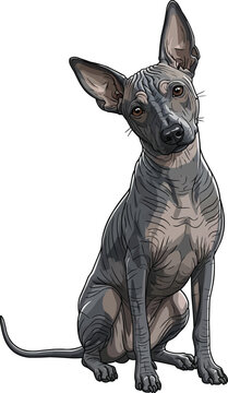 Xoloitzcuintli dog sitting tilting head curious vector illustration