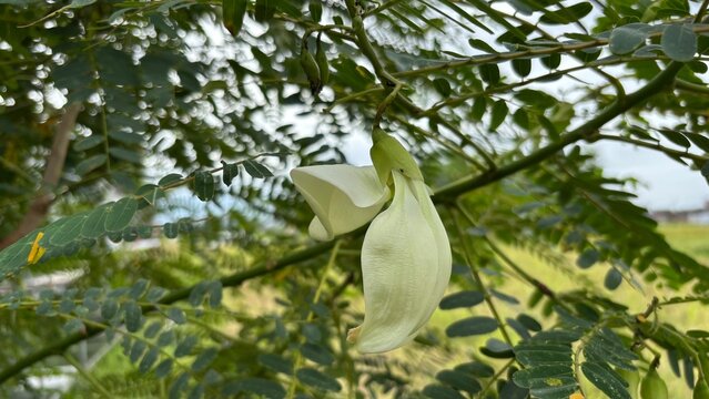 white turi flowers on natural turi plants