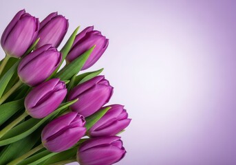 Obraz premium A vibrant bouquet of purple tulips standing out against a soft gradient background
