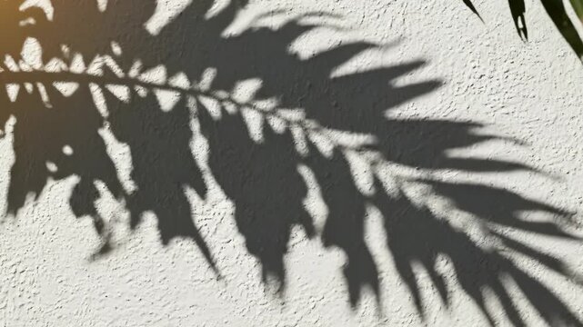 Shadow of leafy branch on textured wall