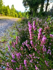 flowers in the garden