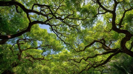 Fototapeta premium Lush Green Canopy of Trees with Intertwined Branches Under Bright Blue Sky in a Serene Natural Environment