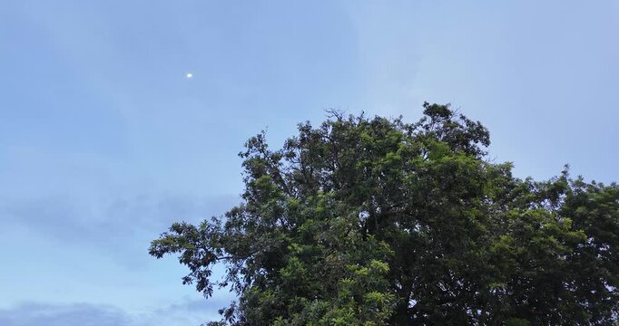 Serene tree silhouette against a clear blue sky with a visible moon.