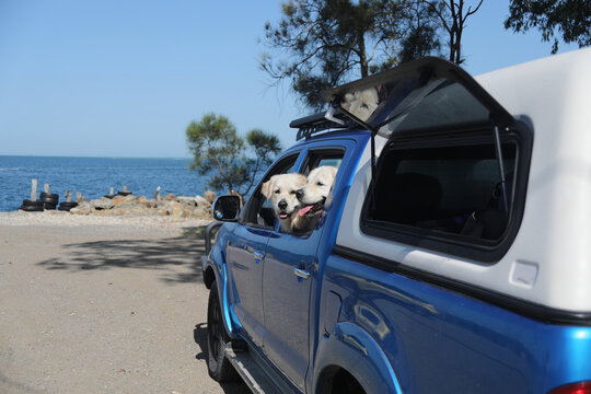 two dogs in ute at ocean