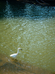 White egret or little heron wading in pond water with colorful autumn leaves floating on surface reflection