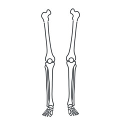 脚と足（下肢）の骨格イラスト（線画）