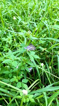 Small black and white common Pierrot butterfly (Castalius rosimon) perching on a Cleome rutidosperma flower