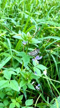 Small black and white common Pierrot butterfly (Castalius rosimon) perching on a Cleome rutidosperma flower