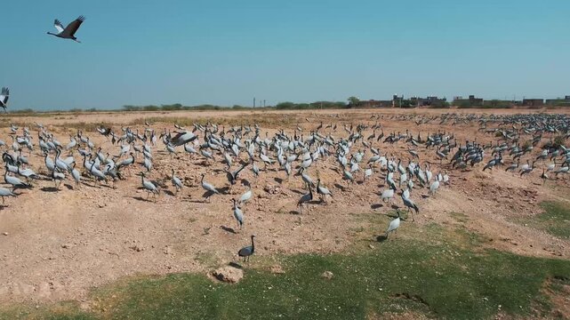 Demoiselle crane flock at Khichan village near Phalodi, Rajasthan, showing migratory birds resting around desert water pond habitat.