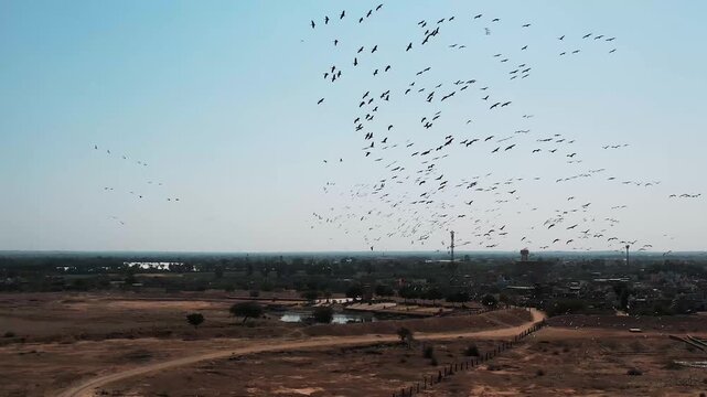 Aerial view of Demoiselle crane flock flying over desert landscape near Khichan, Rajasthan, highlighting migratory birds and natural habitat in India.