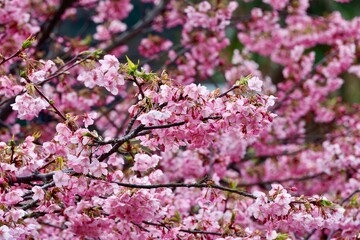 Naklejka premium 満開の河津桜をクローズアップした春を感じる素材。