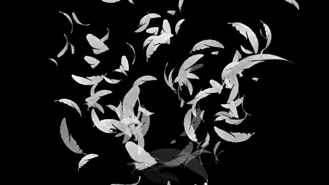 Elegant White Feather Swirl Animation on Dark Background with Floating Soft Motion Perfect Abstract Intro Overlay