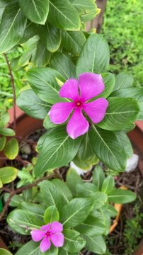 Cape periwinkle or old maid or tapak dara on leaves background. A source of the drugs vincristine and vinblastine, used to treat cancer. Amazing background.