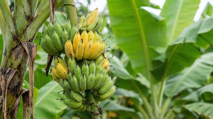 Obraz premium Banana