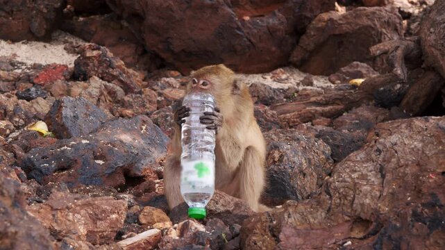 Macaque monkey bites through plastic bottle bottom and drinks water successfully. Liquid flows into mouth as she tilts container over rocky beach terrain.