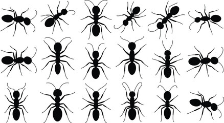 Silhouettes of ants in various shapes, insect morphology, entomology study, ant species identification, educational illustration, insect posture collection © Masum's World
