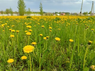 Vibrant green meadow covered with blooming yellow dandelions under a blue sky