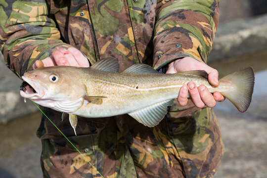 Fisherman with an Atlantic cod (Gadus morhua)