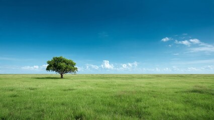 Obraz premium A vast green grass field under a bright blue sky. A single tree stands far away on the left. The right side is open sky and grass. Nature background for eco-friendly text.