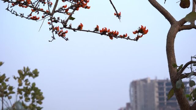 4K smooth gimbal shot of red palash flowers blooming on tree branches against sky in spring