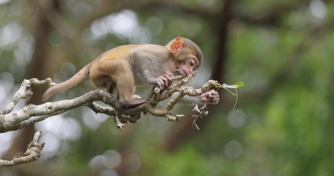 Macaques in nature. Macaques constitute a genus (Macaca) of gregarious monkeys. Macaques are found in a variety of habitats throughout the Asian continent and are highly adaptable.