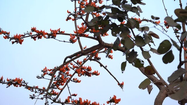 4K subtle gimbal motion of red palash flowers blooming on tree branches against clear sky