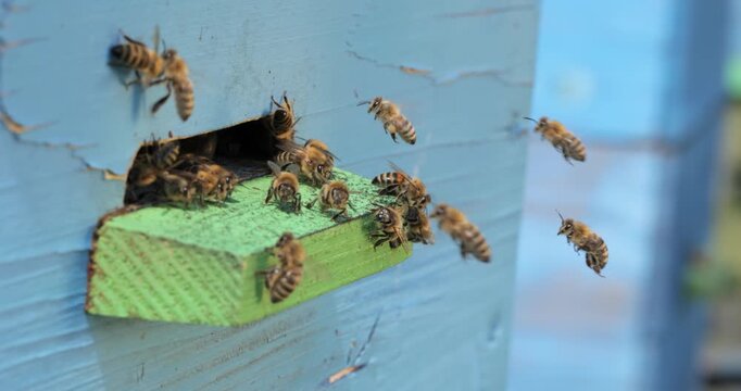 Honey bees fly near a beehive. Bees are best known to humans for their ecological roles as pollinators. Honey bees flying into wooden beehives.