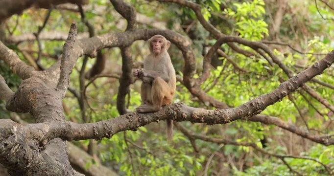 Macaques in nature. Macaques constitute a genus (Macaca) of gregarious monkeys. Macaques are found in a variety of habitats throughout the Asian continent and are highly adaptable.
