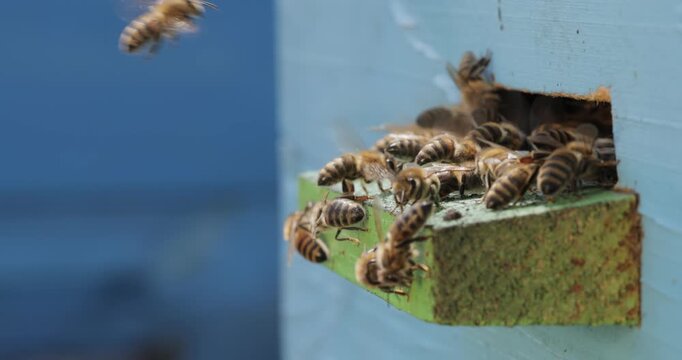 Honey bees fly near a beehive. Bees are best known to humans for their ecological roles as pollinators. Honey bees flying into wooden beehives.